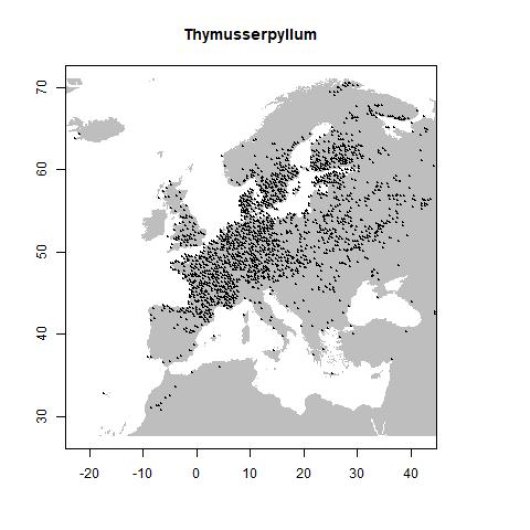 Thymus serpyllum L.